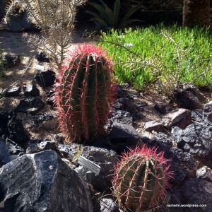 photograph of cactus