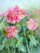 Summer Lantana. Original in private collection. Prints and cards available.