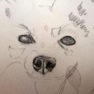 dog sketches_rachel_murphree (1)
